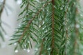 ÃÂ¡rying evergreen twigs of spruce in drops of rain or melting frost